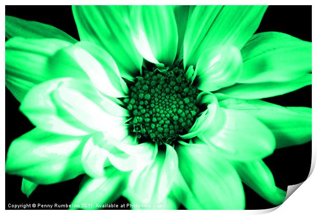 vivid green chrysanthemum Print by Elouera Photography