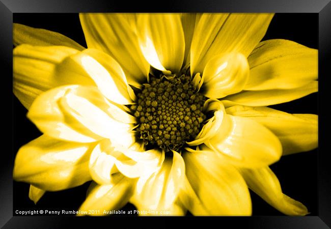 vivid orange chrysanthemum Framed Print by Elouera Photography