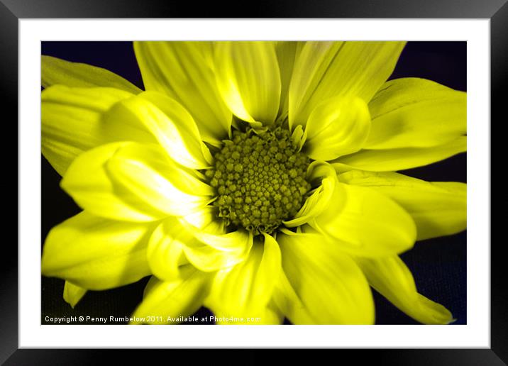 vivid yellow chrysanthemum Framed Mounted Print by Elouera Photography