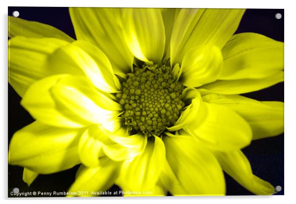 vivid yellow chrysanthemum Acrylic by Elouera Photography