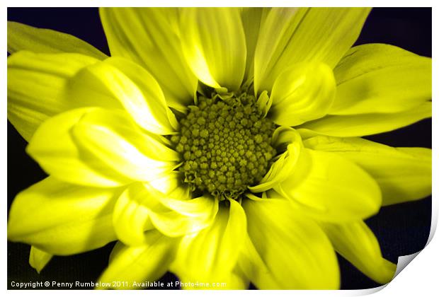 vivid yellow chrysanthemum Print by Elouera Photography