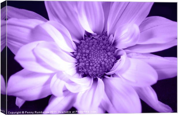 vivid purple chrysanthemum Canvas Print by Elouera Photography