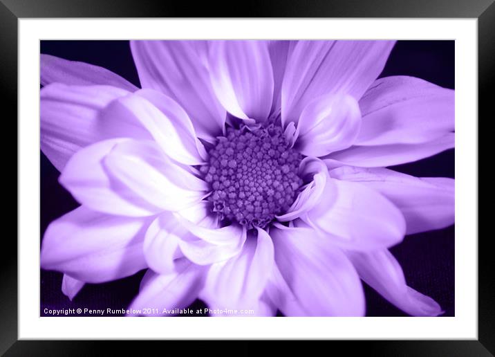 vivid purple chrysanthemum Framed Mounted Print by Elouera Photography