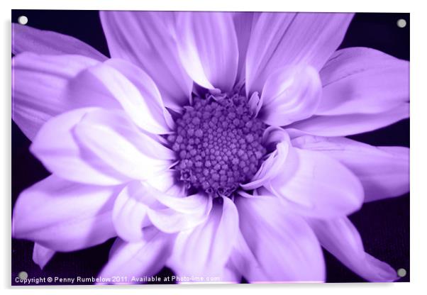 vivid purple chrysanthemum Acrylic by Elouera Photography