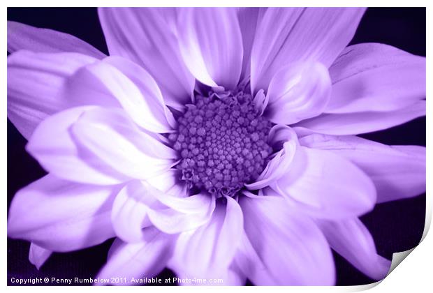 vivid purple chrysanthemum Print by Elouera Photography