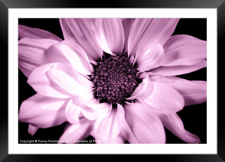 vivid pink chrysanthemum Framed Mounted Print by Elouera Photography