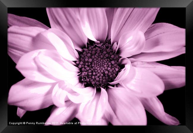 vivid pink chrysanthemum Framed Print by Elouera Photography