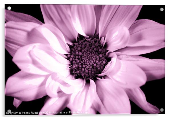 vivid pink chrysanthemum Acrylic by Elouera Photography