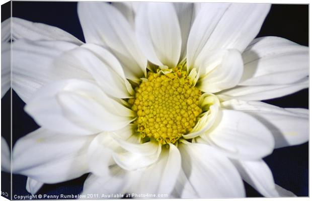 chrysanthemum Canvas Print by Elouera Photography