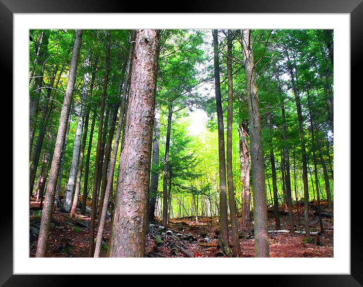 Adirondack Mountain Forest Framed Mounted Print by justin rafftree