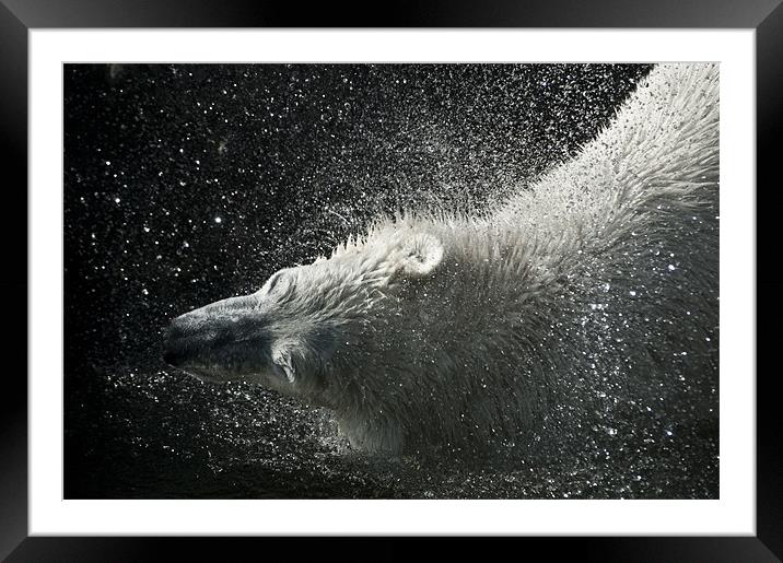 Tom, the Polar Bear Framed Mounted Print by Monika Nakládalová