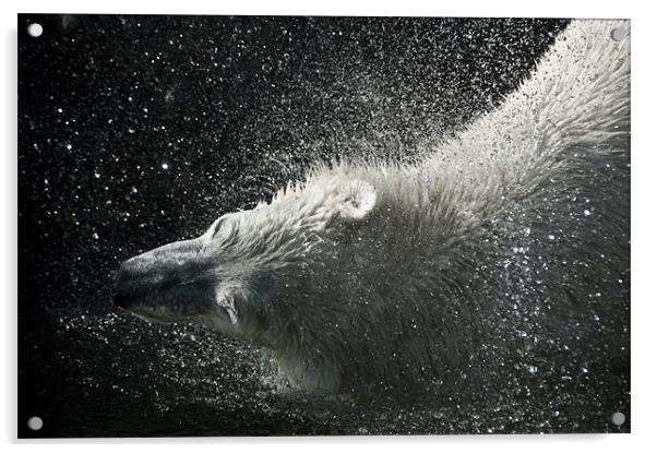 Tom, the Polar Bear Acrylic by Monika Nakládalová