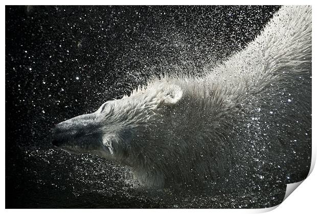 Tom, the Polar Bear Print by Monika Nakládalová