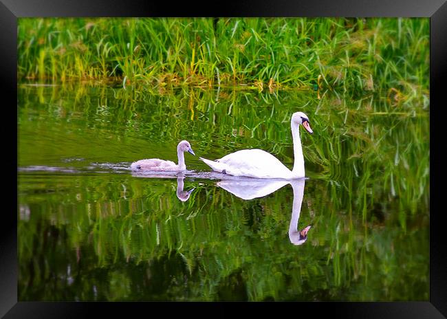 Swans on the Canal Framed Print by Buster Brown
