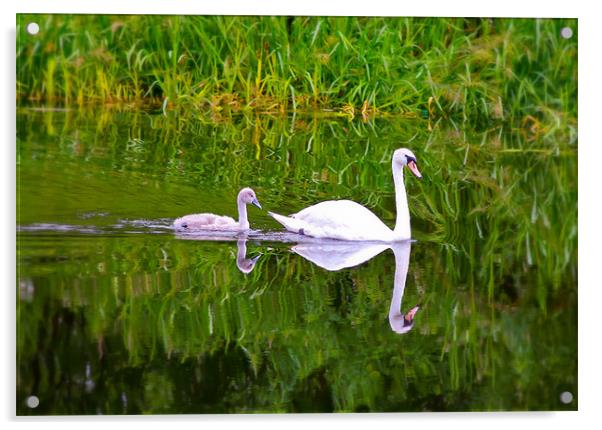 Swans on the Canal Acrylic by Buster Brown