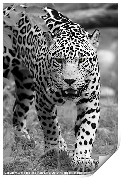 Jaguar's Eyes Print by Magdalena Kniecicka
