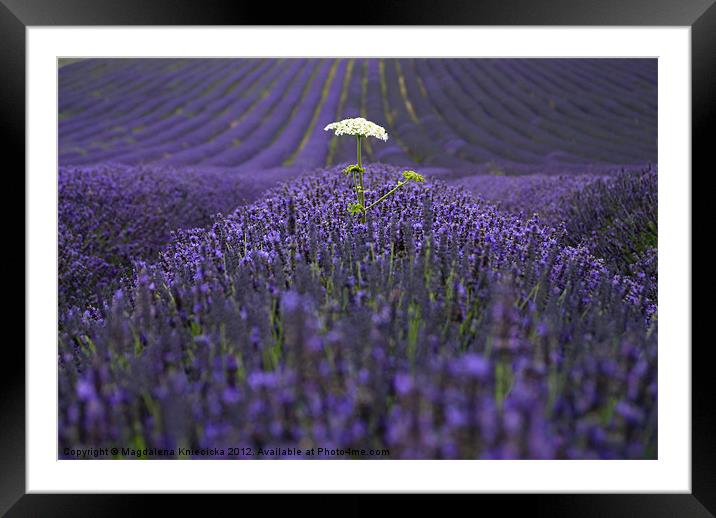 Proud To Be Different Framed Mounted Print by Magdalena Kniecicka
