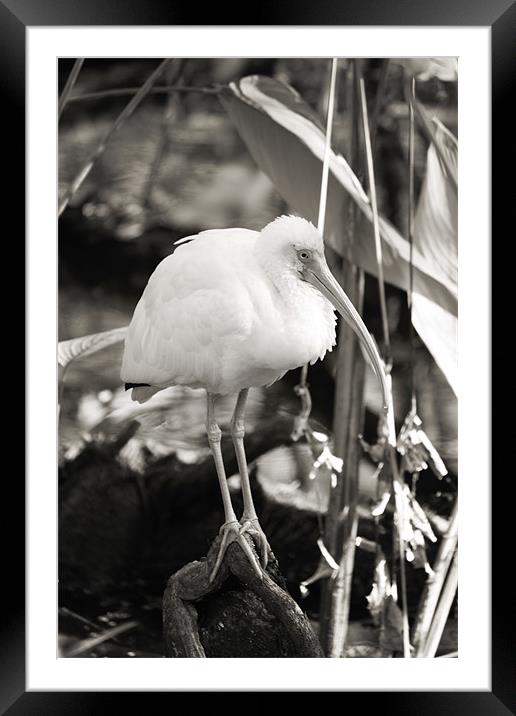 Ibis BW Framed Mounted Print by Candice Smith