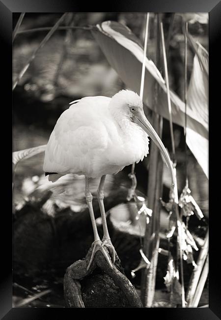 Ibis BW Framed Print by Candice Smith