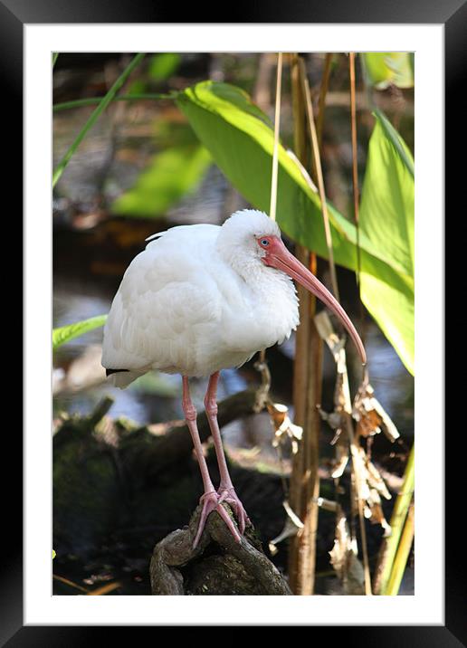 Ibis Color Framed Mounted Print by Candice Smith