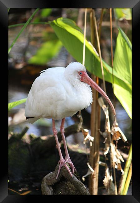 Ibis Color Framed Print by Candice Smith