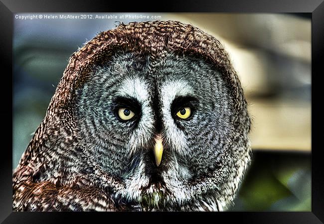 Great Grey Owl Framed Print by Helen McAteer