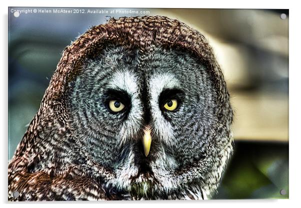 Great Grey Owl Acrylic by Helen McAteer