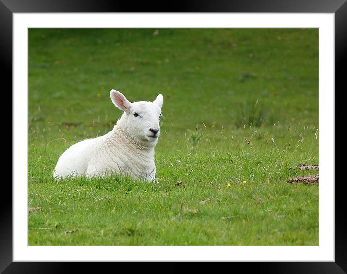 Lamb Framed Mounted Print by William Weston