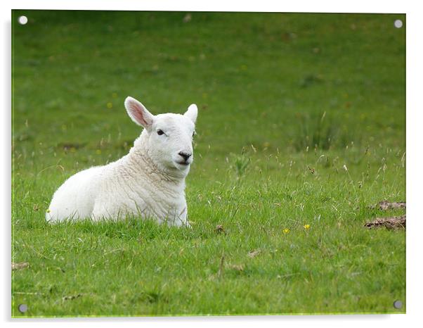 Lamb Acrylic by William Weston