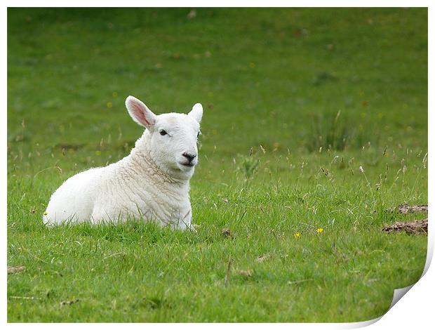 Lamb Print by William Weston