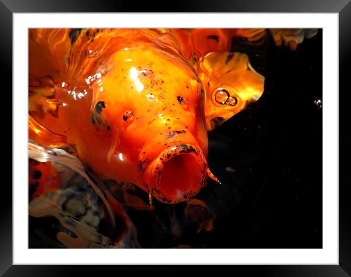 Goldfish Framed Mounted Print by barbara walsh