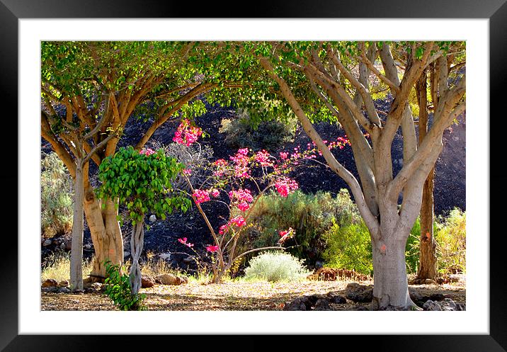 Colour & light Framed Mounted Print by barbara walsh