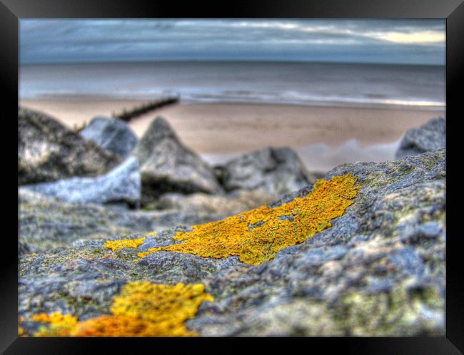 Mossy Rock Framed Print by Nick Coleby