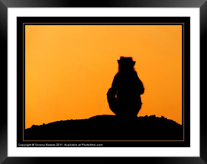 Sunset Silhouette Framed Mounted Print by Serena Bowles