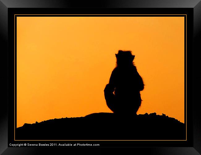 Sunset Silhouette Framed Print by Serena Bowles