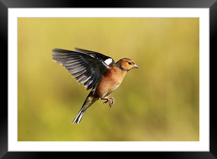 Chaffinch Framed Mounted Print by Grant Glendinning