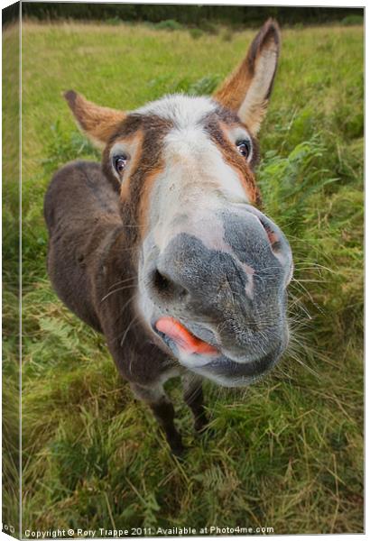 Donkey Canvas Print by Rory Trappe