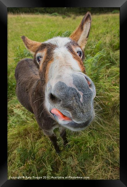 Donkey Framed Print by Rory Trappe