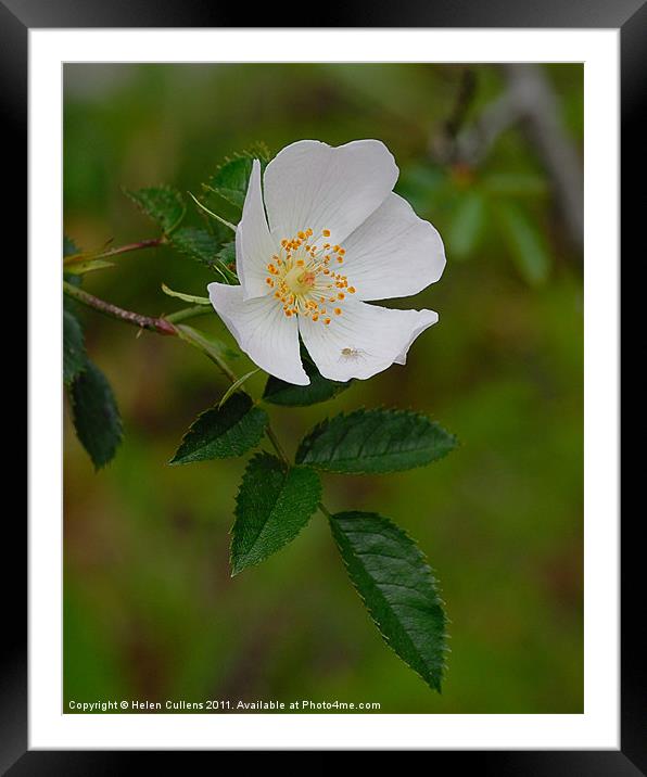 WILD ROSE Framed Mounted Print by Helen Cullens