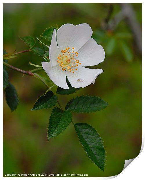 WILD ROSE Print by Helen Cullens