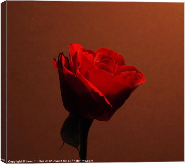 Red rose - in the red Canvas Print by Jean Riddler