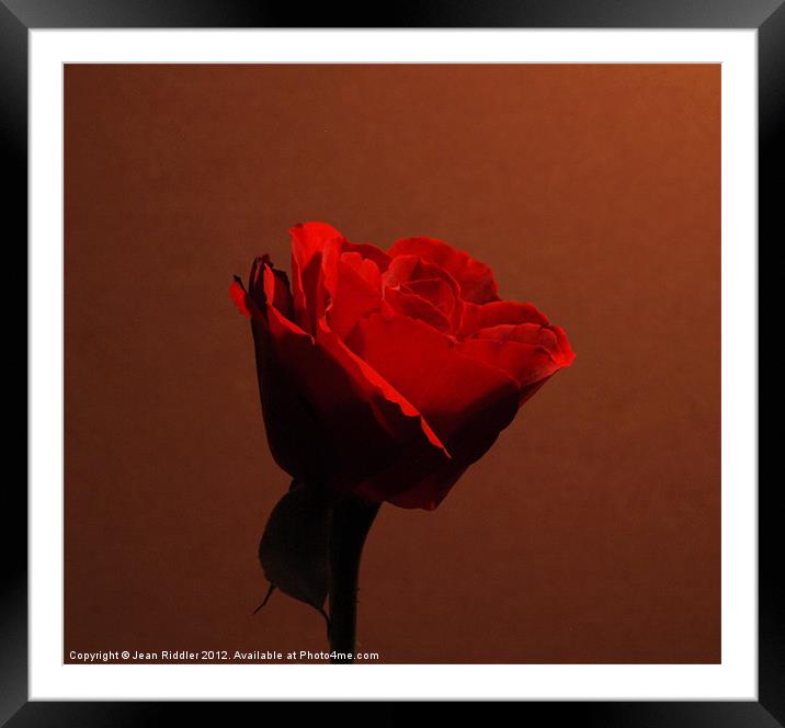 Red rose - in the red Framed Mounted Print by Jean Riddler