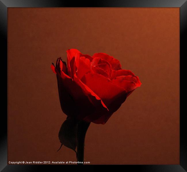 Red rose - in the red Framed Print by Jean Riddler