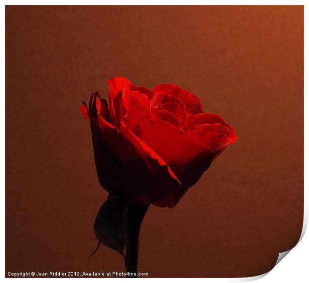 Red rose - in the red Print by Jean Riddler