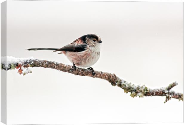 Long-tailed tit Canvas Print by Grant Glendinning