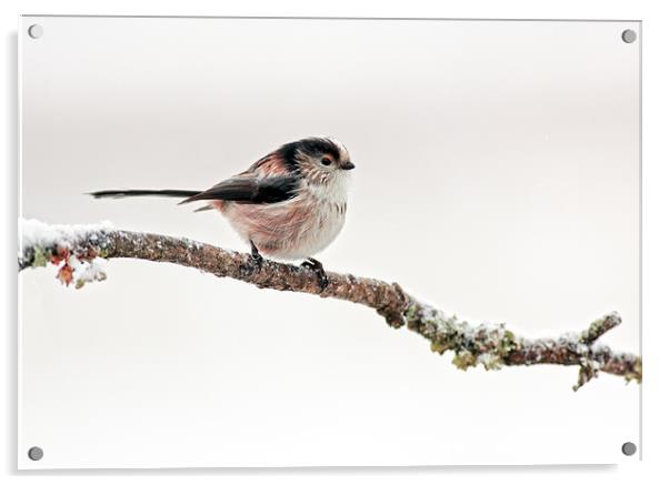 Long-tailed tit Acrylic by Grant Glendinning