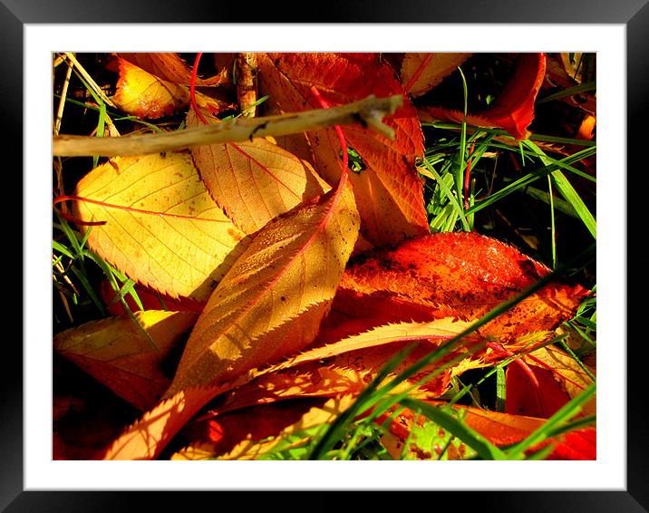 Autum Leaves Framed Mounted Print by barbara walsh