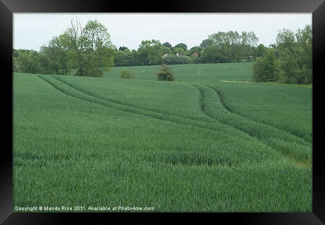 Tractor markings in field Framed Print by Mandy Rice