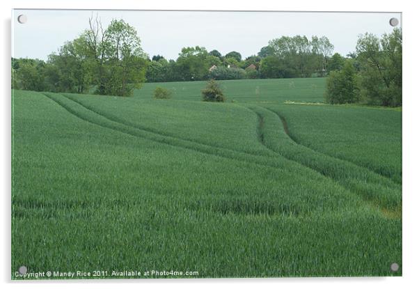 Tractor markings in field Acrylic by Mandy Rice