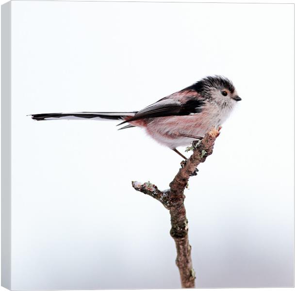 Long-tailed tit Canvas Print by Grant Glendinning
